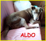 Aldo 12 anni Vuole solo Qualcuno che lo Faccia Vivere Serenamente per gli anni che gli Restano