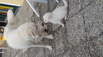 Cuccioli Pastore Maremmano Abruzzese - Foto n. 4