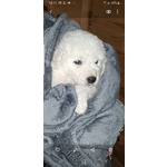 Cuccioli Pastore Maremmano Abruzzese - Foto n. 6