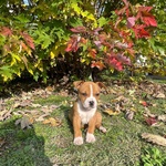 Cuccioli Amstaff con Pedigree - Foto n. 6