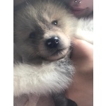 Cuccioli Akita Inu - Foto n. 1