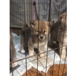 Cuccioli Akita Inu - Foto n. 3