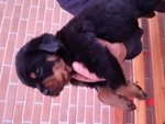 Cuccioli Rottweiler - Foto n. 2