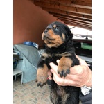 Cuccioli Rottweiler - Foto n. 3