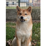 Cuccioli Shiba inu Pedigree enci Esenti Malattie - Foto n. 2