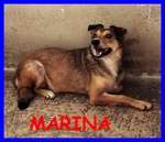 Marina Dolce Cagnolina Medio Piccola Continua ad Aspettare - Foto n. 1