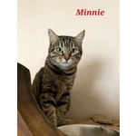 Minnie la Timida - Foto n. 3