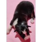 Cuccioli Pastore Australiano/australian Shepherd