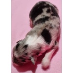 Cuccioli Pastore Australiano/australian Shepherd - Foto n. 4