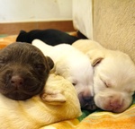 Cuccioli di Labrador Retriever - Foto n. 2