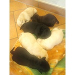 Cuccioli di Labrador Retriever - Foto n. 3