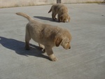 Belllissimi Cuccioli di Golden Retriever