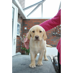 Belllissimi Cuccioli di Labrador Retriever