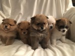 Cuccioli di Volpino Pomerania Nano