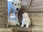 Cuccioli di Pastore Maremmano Abbruzzese