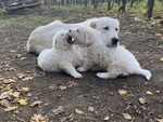 Cuccioli di Pastore Maremmano Abbruzzese - Foto n. 5
