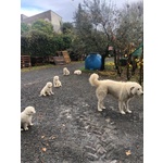 Cuccioli di Pastore Maremmano Abbruzzese - Foto n. 9