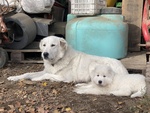 Cuccioli di Pastore Maremmano Abbruzzese - Foto n. 10