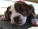 Meravigliosa Cucciolata di Pitbull Terrier - Foto n. 4