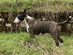 Cuccioli bull Terrier Standard - Foto n. 5