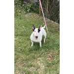 Cuccioli bull Terrier Standard - Foto n. 6