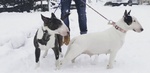 Cuccioli bull Terrier Standard - Foto n. 7