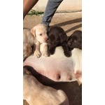 Cuccioli di Labrador Retriver con Pedigree - Foto n. 2