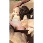 Cuccioli di Labrador Retriver con Pedigree - Foto n. 3