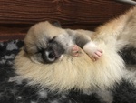 Cuccioli di Akita