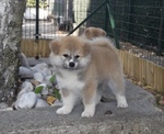 Cuccioli di Akita - Foto n. 6