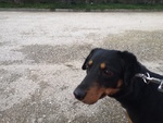 🐶 Dobermann femmina di 7 anni e 9 mesi in adozione a Benevento (BN) da privato