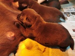 Bellissimi Cuccioli di Labrador Chocolate e Miele - Foto n. 5