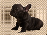 Cucciolo Maschio di Bouledogue Francese