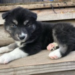 Disponibile Cucciolo Maschio di Pomsky - Foto n. 1