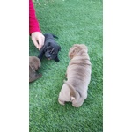 vendo cuccioli shar Pei