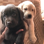 Cuccioli Labrador Retriever con Pedigree Enci