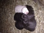 Cuccioli Labrador Chocolate - Foto n. 1