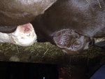 Cuccioli Labrador Chocolate - Foto n. 2