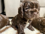 🐶 Cocker Americano di 2 anni e 6 mesi in vendita a Racale (LE) e in tutta Italia da privato