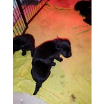 Cuccioli di Labrador - Foto n. 3