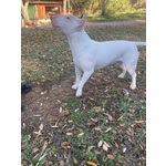 Bull Terrier Standard (femmina - 4 Anni)