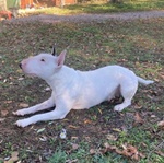 Bull Terrier Standard (femmina - 4 Anni) - Foto n. 2