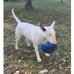 Bull Terrier Standard (femmina - 4 Anni) - Foto n. 4