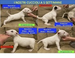 Bull Terrier Standard (femmina - 4 Anni) - Foto n. 5