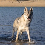 Cuccioli cane lupo Cecoslovacco - Foto n. 3