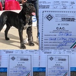 Vendita Cucciolata di cane Corso - Foto n. 2