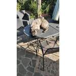Vendita Cucciolata di cane Corso - Foto n. 4