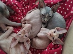 🐱 Sphynx femmina di 2 anni e 7 mesi in vendita a Trieste (TS) e in tutta Italia da privato