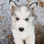 Disponibili Cuccioli di Pomsky - Foto n. 3