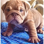 Cucciolo di Bulldog inglese.